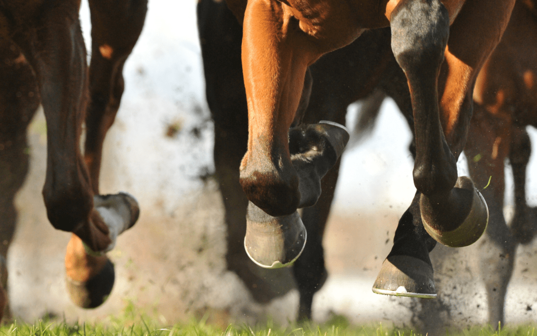 Canterbury Park Reopens with Hope and Caution